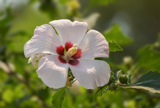 Close up of a white hibiscus flower with vivid red center blooming in a garden with soft natural light and blurred green background showcasing delicate petals and botanical beauty