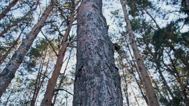 A low angle camera rotates around a tall pine tree trunk, looking up at the canopy and sky. Sunlight filters through the branches in a peaceful woodland. This scene conveys nature and growth