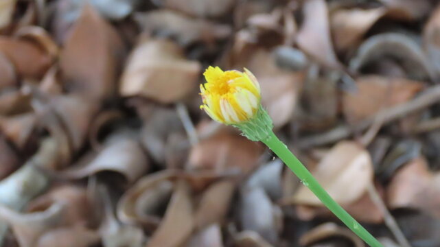 yellow flower