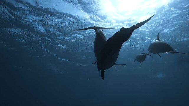 Slow motion video of a pod of spinner dolphins swimming through crystal clear blue water in the Red Sea, Egypt.