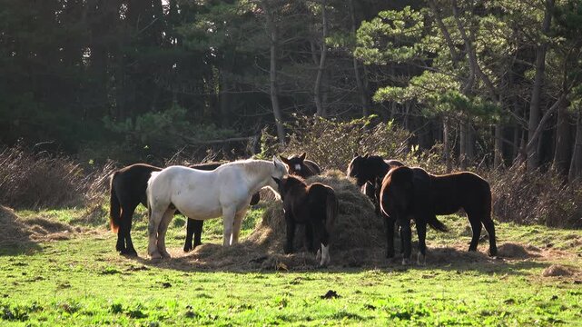 寒立馬の放牧　尻屋崎