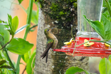 Obraz premium Tyrian metaltail (Metallura tyrianthina) hummingbird on a hummingbird feeder at an ecolodge near Cotopaxi National Park, in Ecuador