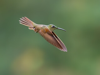 Obraz premium Fawn-breasted Brilliant Hummingbird Hovering In Flight Against Green Background