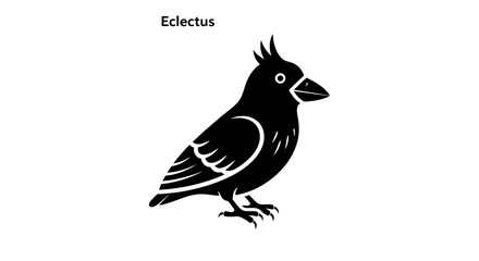 Fototapeta premium Eclectus Parrot Silhouette, Black and White Vector Art