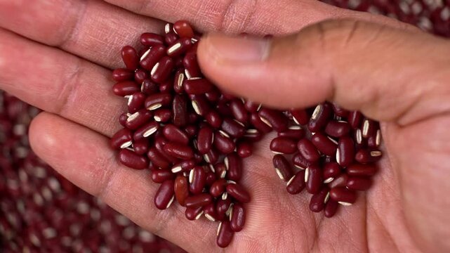 Top view of hand sorting red beans