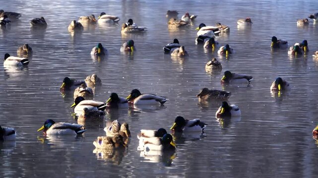 鳥沼公園のカモ
