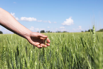 Obraz premium Man touching wheat spikes in field, closeup. Space for text