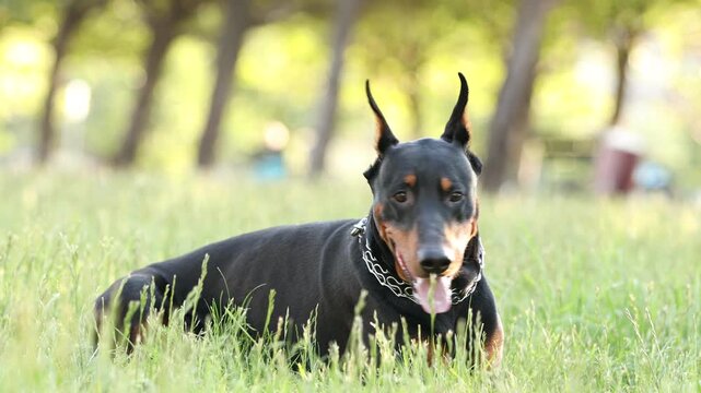 Adorable Dobermann dog on green grass outdoors