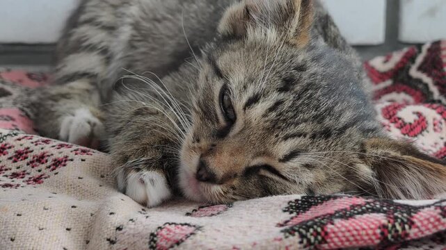 A close-up shows a tabby kitten with white paws dozing peacefully on a patterned blanket. The soft lighting and relaxed posture create a warm atmosphere of domestic comfort.