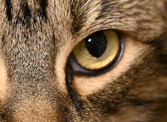 The Cat's Eye © dunlopkm