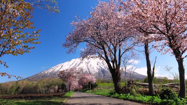 真狩神社の桜と羊蹄山