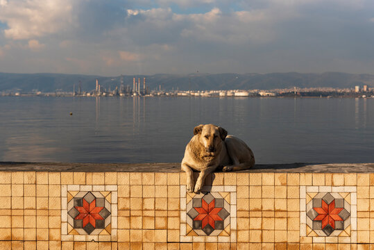  A stray dog resting on a tiled waterfront wall in Degirmendere coast, Kocaeli, Turkey.