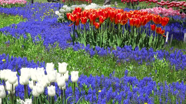 百合が原公園のチューリップとムスカリ