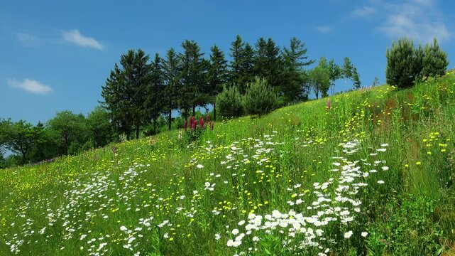 彩香の里の野の花　北海道