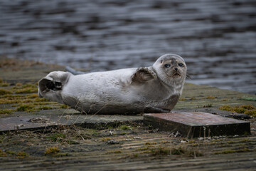 A young grey harp seal lies on an ice pan with its hairy forearm flippers with blunt claws. The animal has soft, thick fur skin with black and brown spots. The seal has dark eyes and long whiskers. © Dolores  Harvey