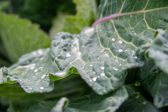 A large dark green cabbage leaf growing in an organic garden. The large, thick, waxy vegetable is deep green with small droplets of rainwater pooling on the crinkled leaves. The center is a light pink