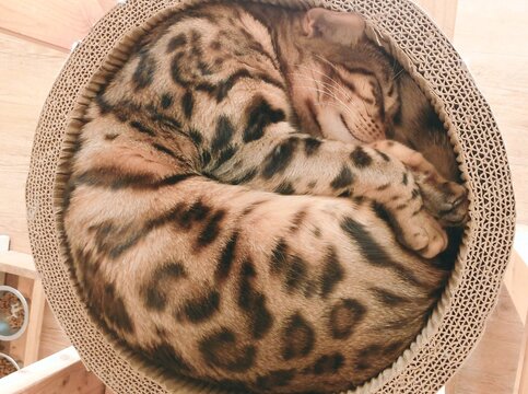 a leopard-print cat with a cute pose