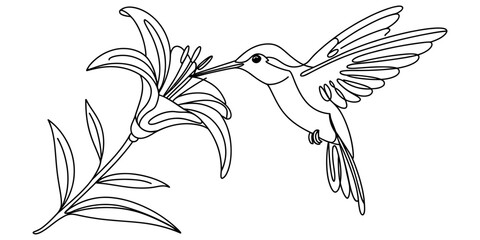 Hummingbird flying and drinking nectar from a lily flower line art drawing Vector, illustration © Jagonnath