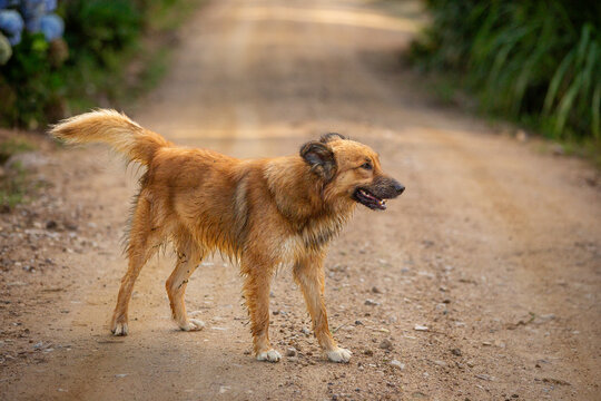 Cachorro vira-lata peludo de porte m&eacute;dio em p&eacute; em uma estrada de terra rural no interior