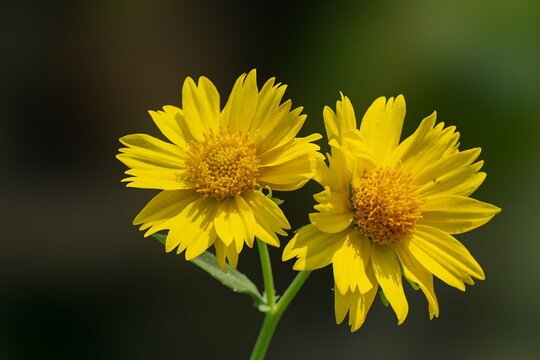 Pair of yellow gaillardia flowers in soft natural light