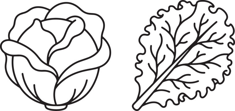 Art & Illustration, Detailed line art illustrations featuring a raw head of cabbage and a textured curly kale leaf. Highly effective for vegan menus and grocery apps.