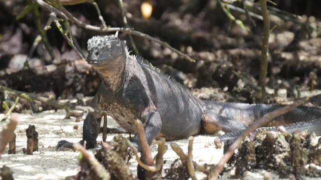 Marine Iguana Resting on White Sand Beach in Galapagos