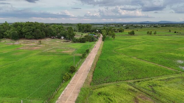 Drone view of a concrete road slicing through green rice fields to a lakeside village by Nong Han, Thailand.