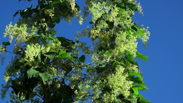 ホップ　雄花