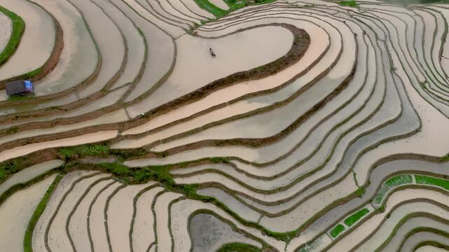 Hmong farmers prepare their fields and plant rice on terraced fields . Photo taken in Tuyen Quang on June 20, 2026
