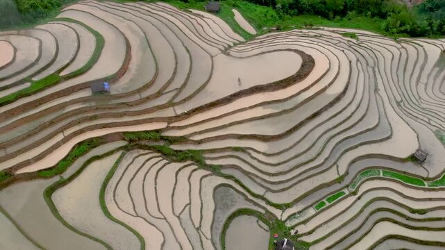 Hmong farmers prepare their fields and plant rice on terraced fields . Photo taken in Tuyen Quang on June 20, 2026
