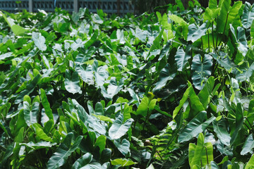 Dense lush tropical foliage of Philodendron plants with vibrant green leaves, botanical garden texture, nature pattern © George C
