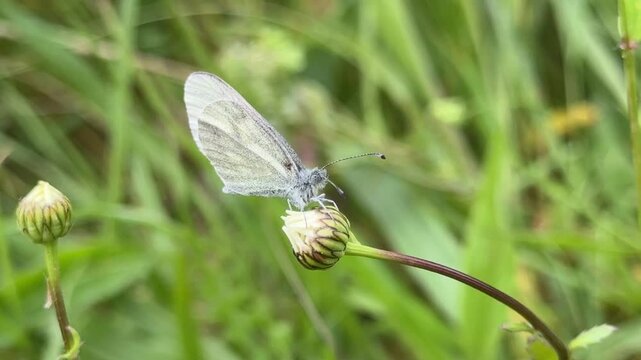 Cryptic wood white butterfly found in Ireland rare and endangered species of insect UK 4K