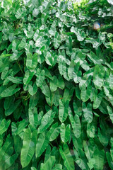 Dense wall of lush green tropical philodendron leaves, thick foliage texture background, vibrant garden growth and © George C