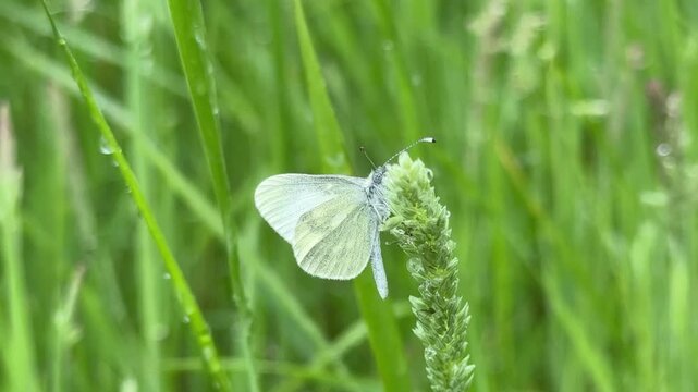 Cryptic wood white butterfly close up on grass found in Northern Ireland UK 4K
