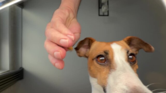 The owner pours dry food for his Jack Russell Terrier. View from below.
