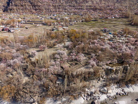Aerial view of blooming apricot trees in the Keris valley, with traditional village houses, terraced fields, and rugged mountain terrain in Yugo, Gilgit Baltistan, Pakistan.