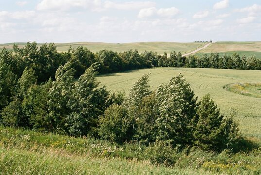 Strong wind blowing through a protective tree line shelterbelt bordering green rolling farmland