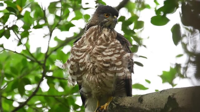 Low angle shot of a majestic crested goshawk bird of prey perched on a thick tree branch looking alert in a lush green forest canopy
