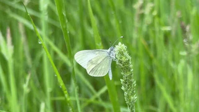 Cryptic wood white butterfly found in Ireland rare and endangered species of insect UK 4K