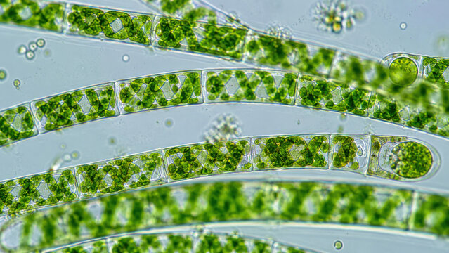 Filamentous green algae under microscope showing freshwater microorganisms with vibrant green chloroplast structures and aquatic biology cellular detail in magnified microscopic view