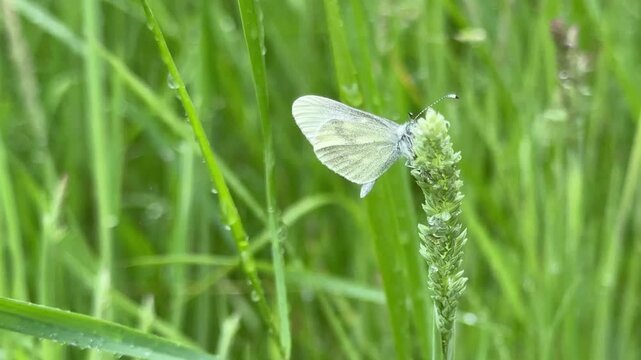 Cryptic wood white butterfly close up on grass found in Northern Ireland UK 4K