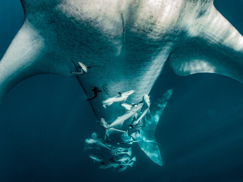 Whale shark seen from below, revealing its speckled underside and remoras.