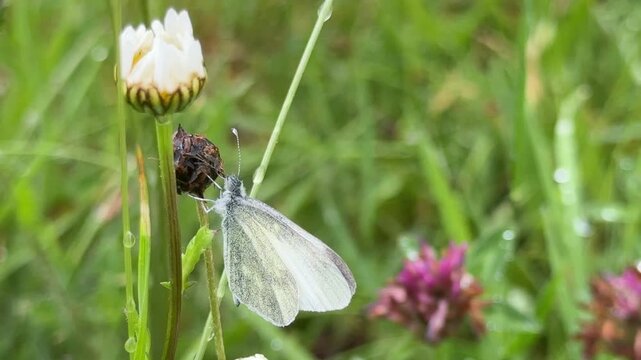 Cryptic wood white butterfly found in Ireland rare and endangered species of insect UK 4K