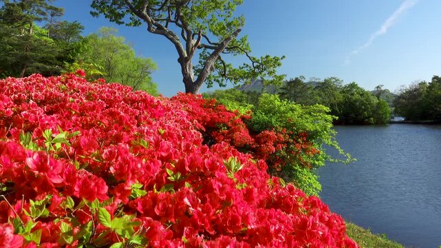 駒ケ岳と大沼のツツジ
