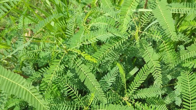 fern leaf background