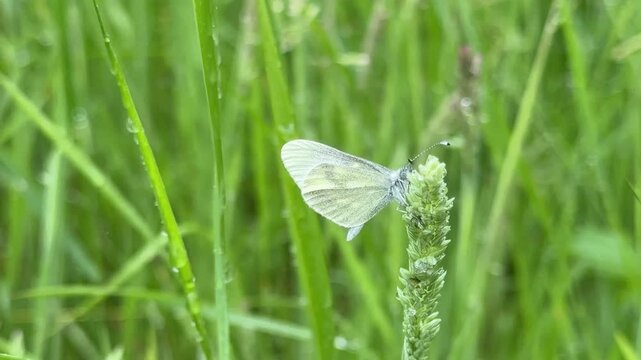Cryptic wood white butterfly found in Ireland rare and endangered species of insect UK 4K