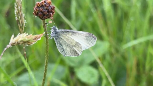 Cryptic wood white butterfly found in Ireland rare and endangered species of insect UK 4K