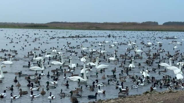Winter in England on nature reserve with birds on the water ducks swans and geese feeding in large numbers looking for food UK 4K