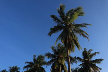 Fototapeta premium Coconut trees from a high angle view during the day, coconut trees against a bright blue sky. Indonesian nature
