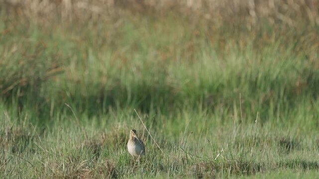 Common snipe (Gallinago gallinago). The bird sits in the grass. Wildlife.